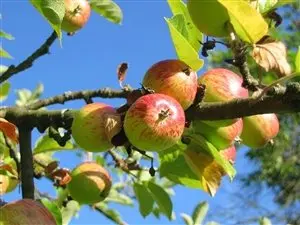 Photo by Keywest3, via Pixabay | https://cdn.haunt.photos/blog/content/apple-picking-tips_228_PXN3.webp