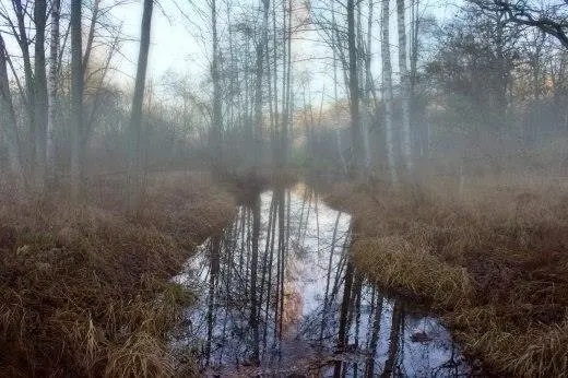 Come see what's going on in these quiet, little woods...