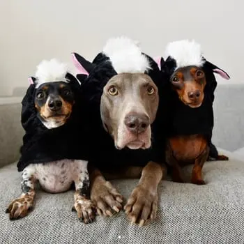 Cute Pets Outdo Their Humans This Halloween with Epic Halloween Costumes That Wow the Internet
