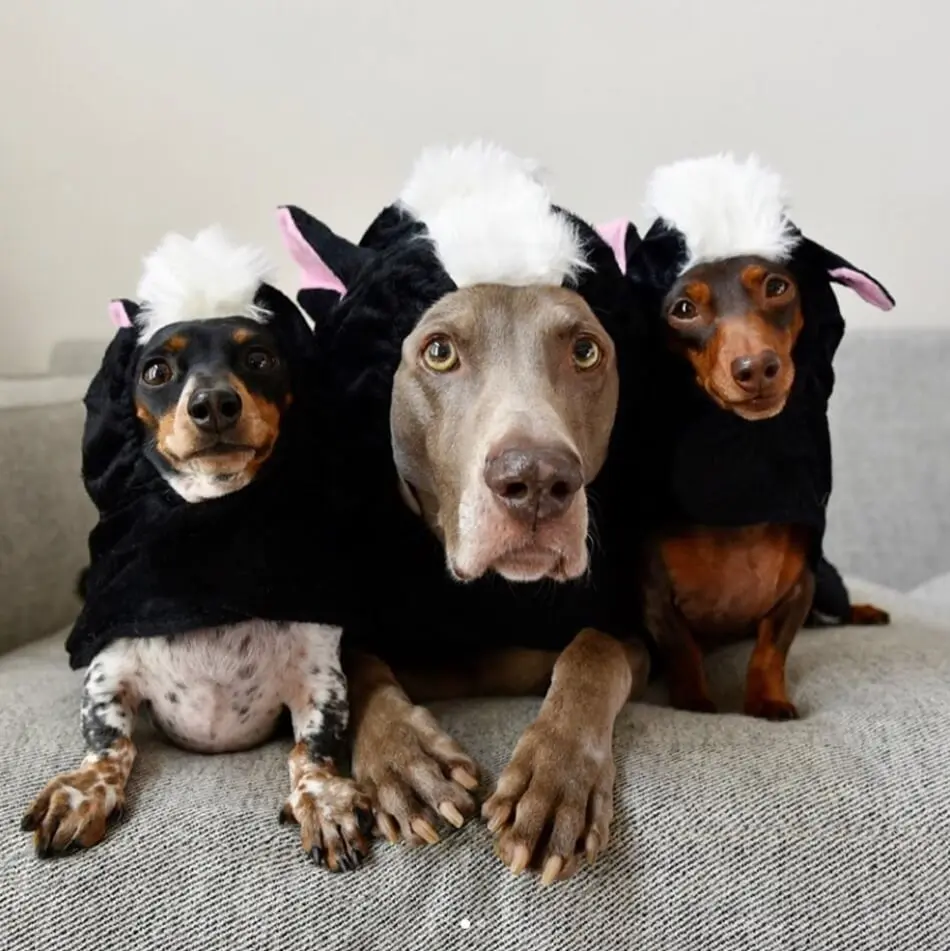 Harlow & her pals Indiana & Reese were cute little stinkers this Halloween. 