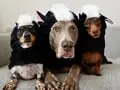 Cute Pets Outdo Their Humans This Halloween with Epic Halloween Costumes That Wow the Internet