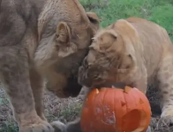 Dallas Zoo Animals Enjoy Some Pumpkin Treats & It's Adorable