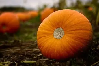 'Disease Year' Won't Stop Top Pumpkin State From Delivering This Season