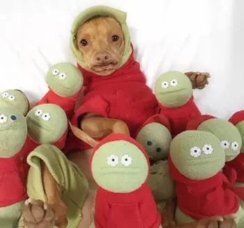 Epic Halloween Costumes by Instagram Celebrity Pets