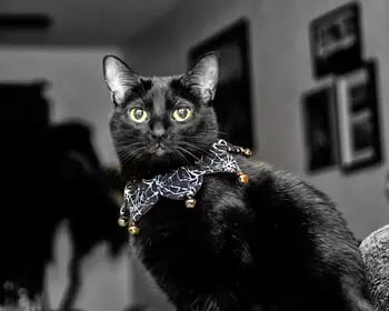 Five Frightfully-Cute Felines Who May, Or May Not Be, Feeling the Halloween Spirit
