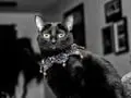 Five Frightfully-Cute Felines Who May, Or May Not Be, Feeling the Halloween Spirit