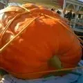 Large pumpkin at 11th Annual South Jersey Pumpkin Show