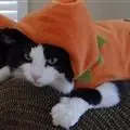 'Happy Halloween...yeah happy...'