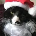 'Wait, what holiday are we celebrating again?'