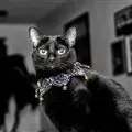 'Meowww! I look good!'