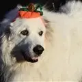 Now that's one fluffy pumpkin!