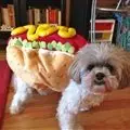 Hotdog, get it?