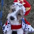 A king among dogs.