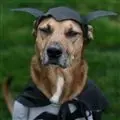 I am Batdog.