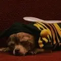 This busy bee is ready for a nap.