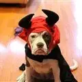 What a cute little devil.