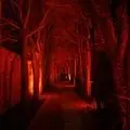 RISE of the Jack O'Lanterns: A Stunning Halloween Display for All Ages photo