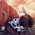 Tons of Seasonal Fun in Store for the Entire Family at the 2017 South Jersey Pumpkin Show! photo