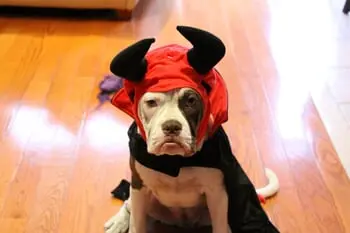 Ten Devilishly-Adorable Halloween Costume Ideas for Dogs