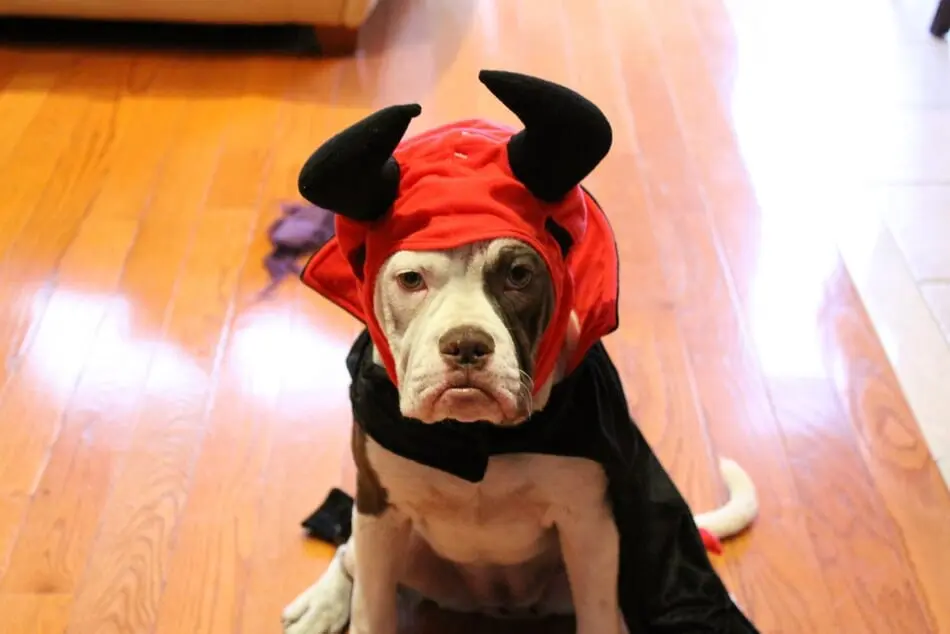 Ten Devilishly-Adorable Halloween Costume Ideas for Dogs photo