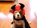 Ten Devilishly-Adorable Halloween Costume Ideas for Dogs
