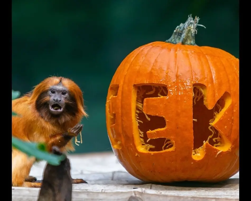 Washington DC Charter Bus Rental, Connect, Shares 4 Fun Ways to Celebrate Halloween in DC  photo