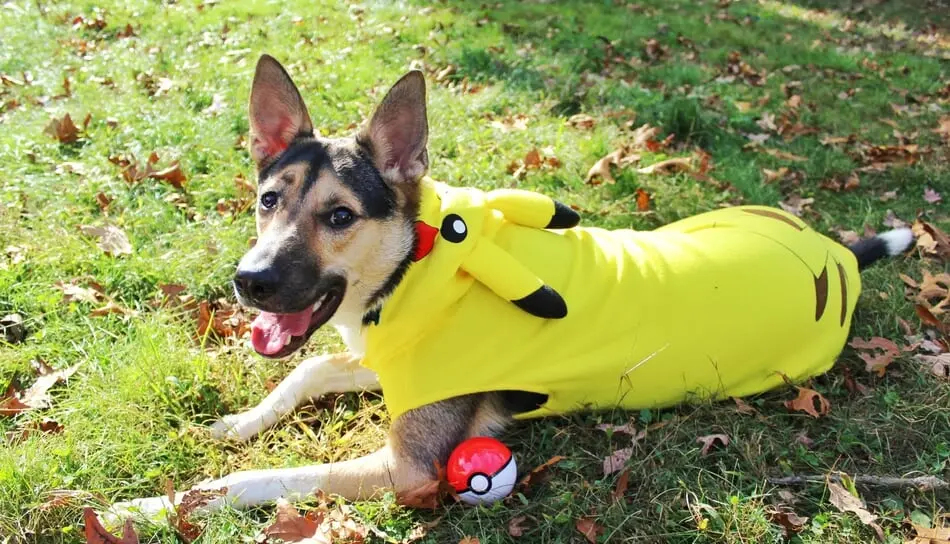 Dogs Can Get in on the Halloween Fun Now with an Assortment of Costumes, Events, and More!