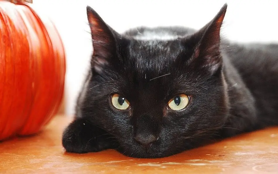 Humane Pennsylvania's Meowlloween: A Halloween Themed Cat Adoption photo