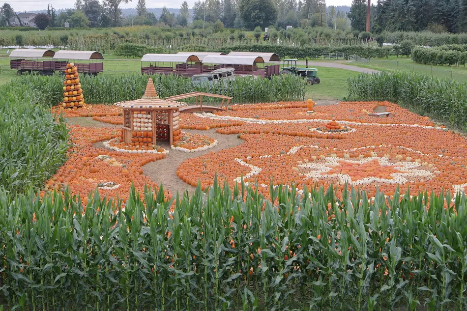 Our Magical Pumpkin Garden NEW this year!