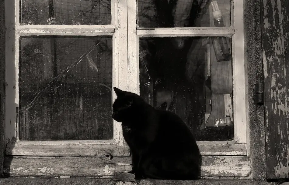 Come Across a Black Cat in a Horror Movie? You Best Be Feeding It Some Grade-A Tuna to Get on Its Good Side.