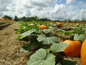 Land of Pumpkins: Illinois is the Top Pumpkin Producing State in the United States