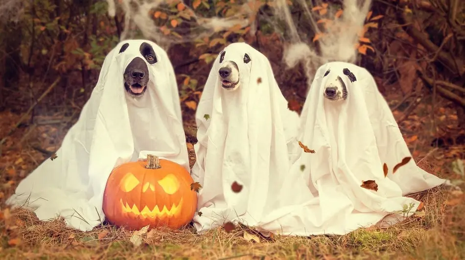 Halloween might be scary-good fun for us humans, but it's not always as exciting for pets.