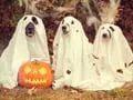 Keeping Fido Safe This Halloween: Tips to Keep Pets Safe This October