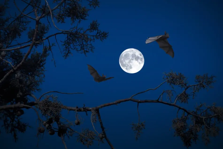 North Carolina Haunts Are Gearing Up for the 2018 Halloween Season! photo