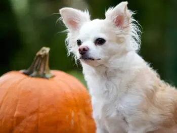 Keeping Pets Safe & Healthy on Halloween