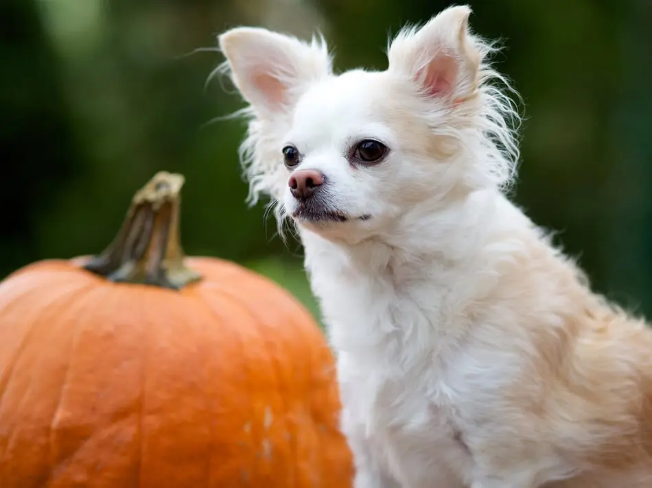 Keeping Pets Safe & Healthy on Halloween photo