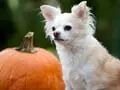 Keeping Pets Safe & Healthy on Halloween