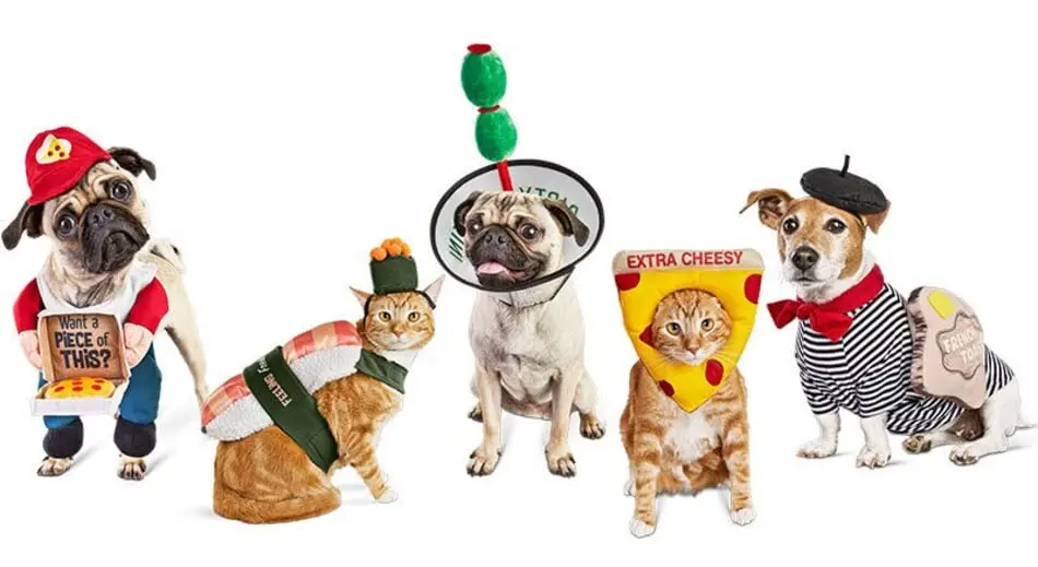 Alerting pet parents, help is here to get your pets festive for the Halloween season.