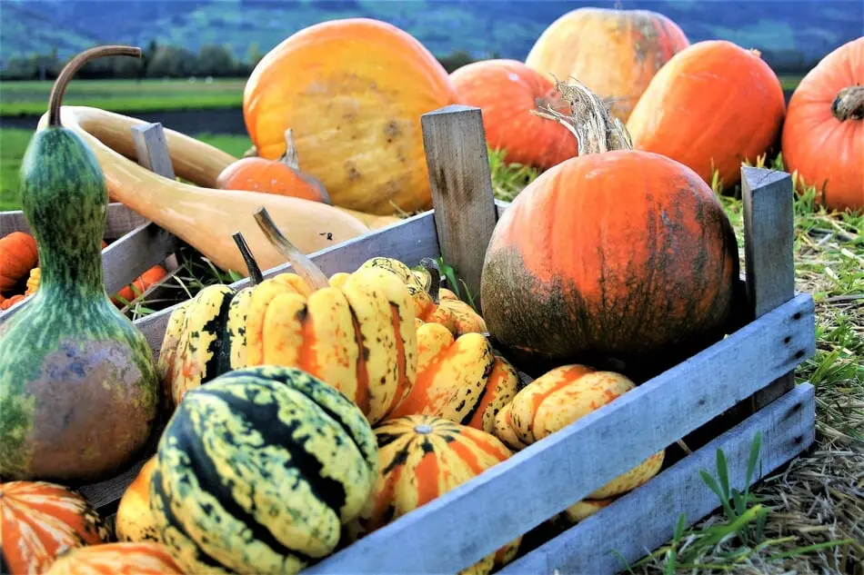 It's National Pumpkin Day! Check Out These Cool Pumpkin Facts photo