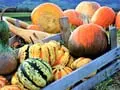 It's National Pumpkin Day! Check Out These Cool Pumpkin Facts