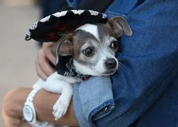 Frightful Felines & Creepy Canines: Trick or Treating Halloween Event for Pets